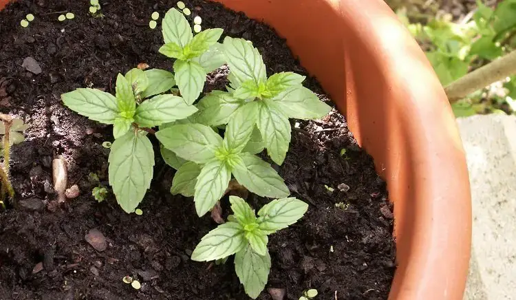 ¡Aprende a plantar menta en una maceta y esparce su aroma por toda la casa!