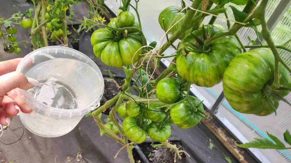 Dáselo a pepinos, tomates y pimientos en verano: inmediatamente darán abundante fruto.