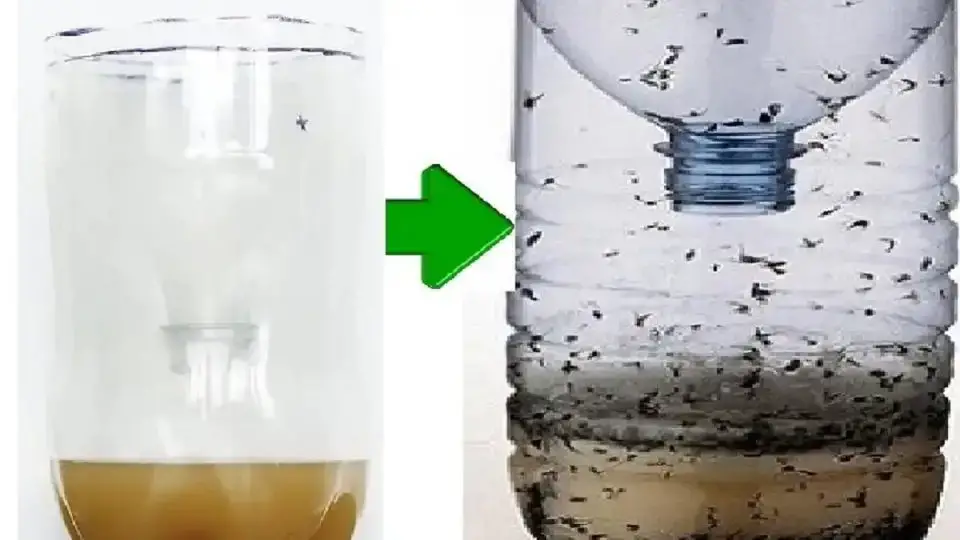 Cómo hacer una súper trampa para mosquitos para tu casa, balcón y jardín