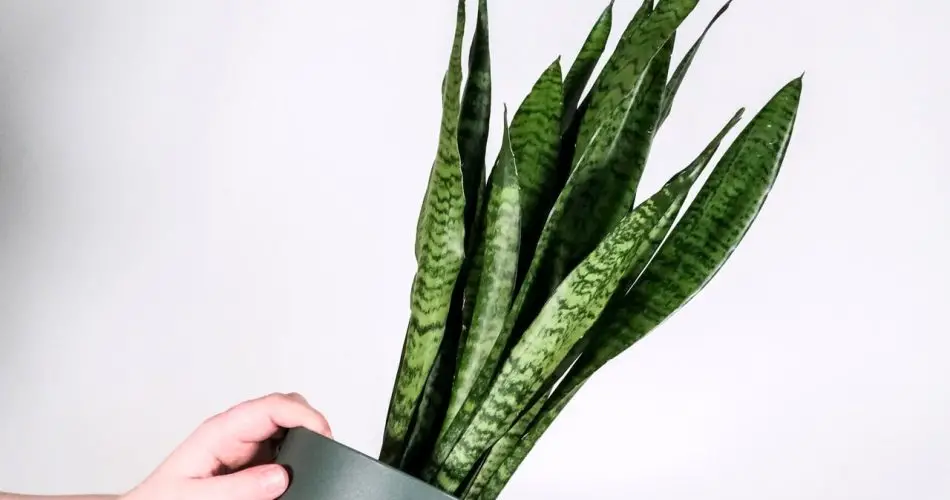 Sansevieria: los trucos para hacerla crecer más rápido