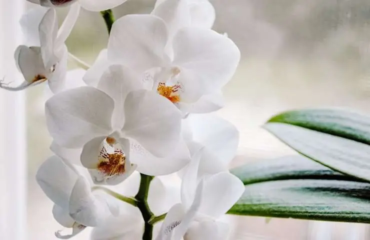 Orquídea, nunca la coloques aquí: morirá en unos días | Muévelo ahora