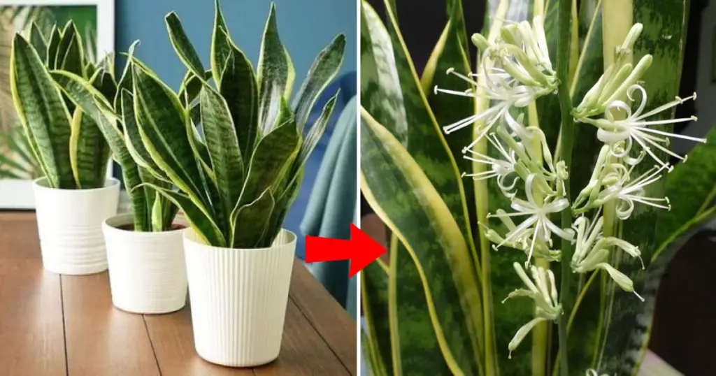 Cómo hacer que la sansevieria florezca y huela genial durante semanas