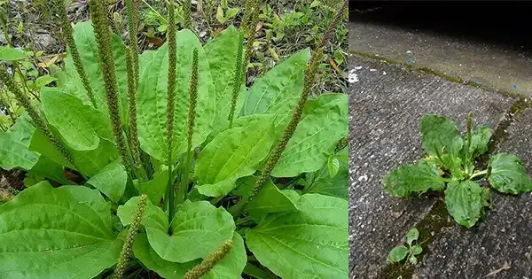 El poder oculto del Plantago Major: la maravilla sin pretensiones de la naturaleza