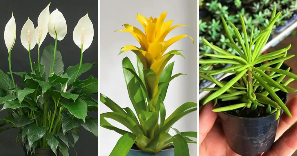 7 plantas que no necesitan sol