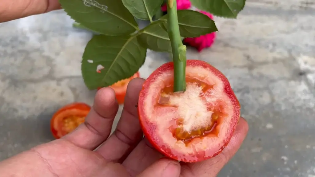 PLANEAR UNA ROSA EN UNA ZANJA DE TOMATE Y ESPERAR UNOS MINUTOS: SORPRENDENTE