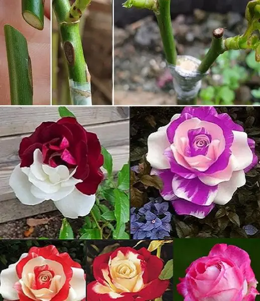 Cómo injertar un rosal de distintos colores paso a paso