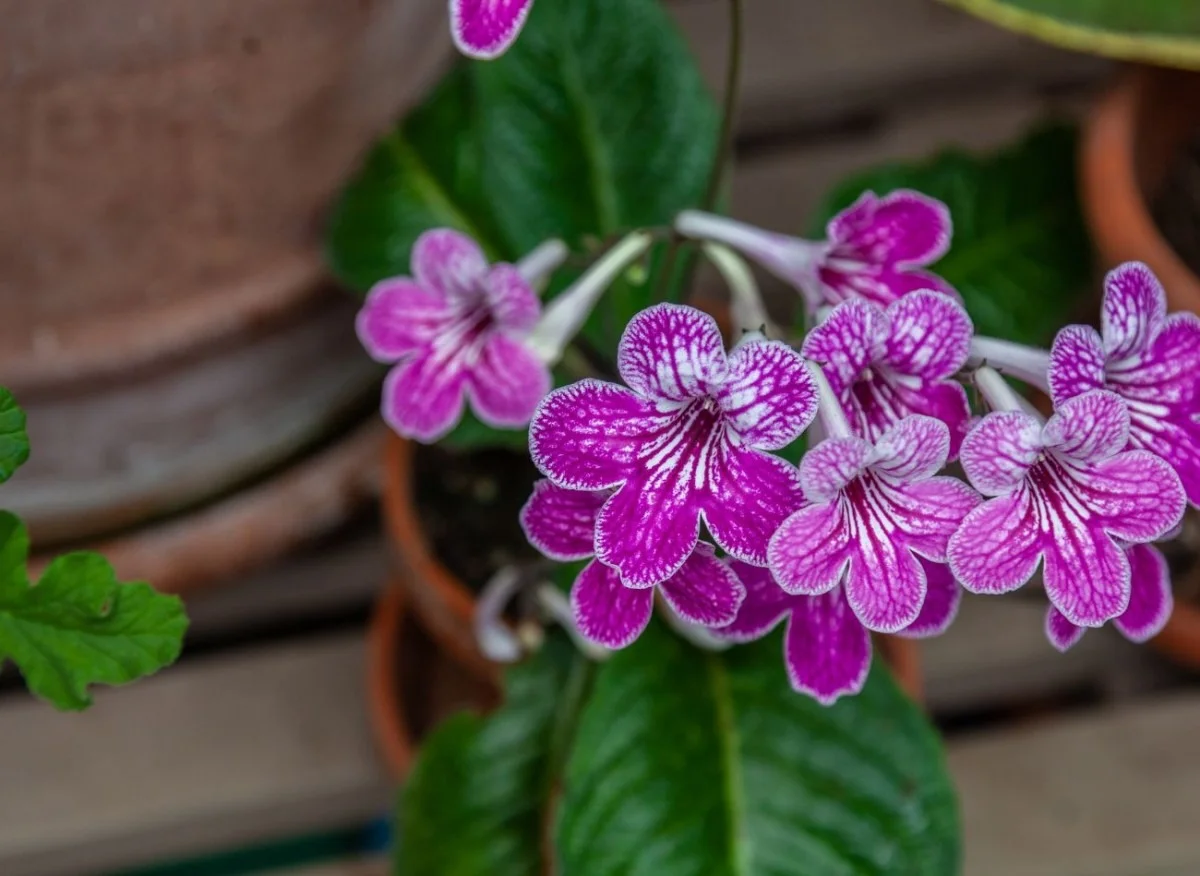 Florece más profusa y espectacularmente que la violeta. Cultivo y cuidados del torcedor