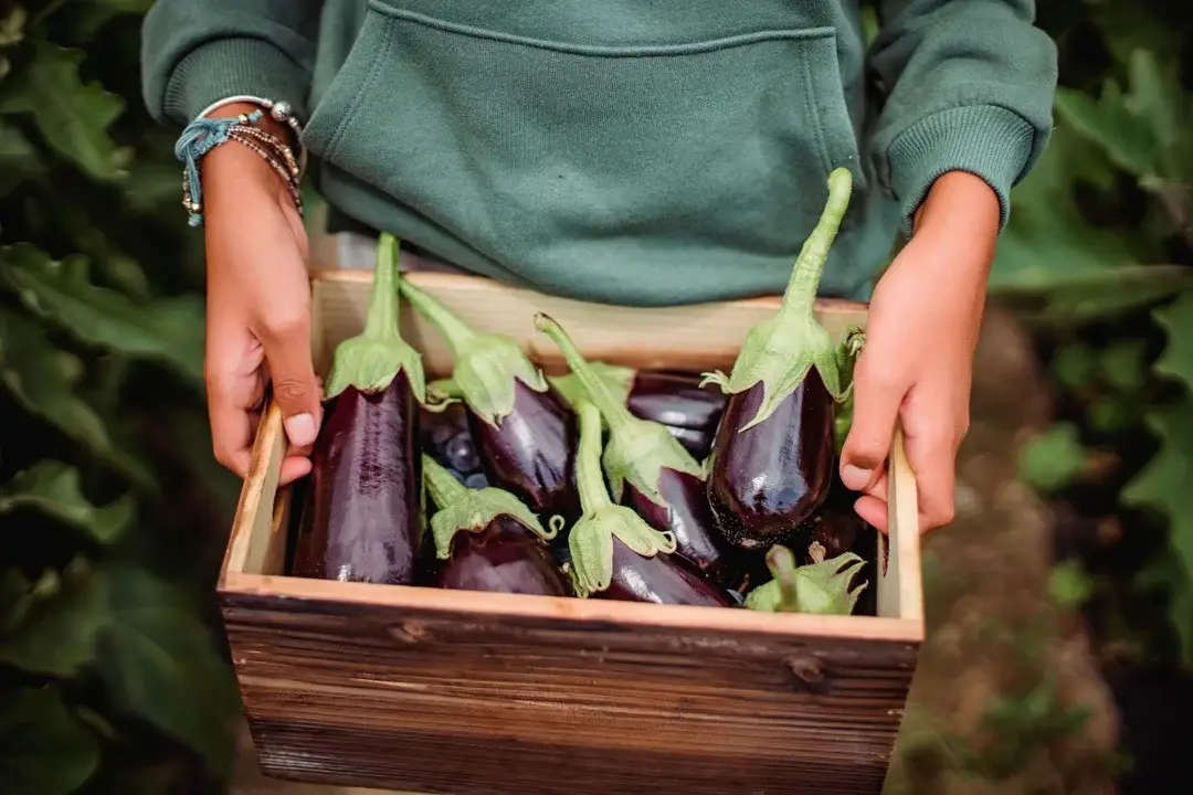 Por qué y cómo cultivar berenjenas al revés