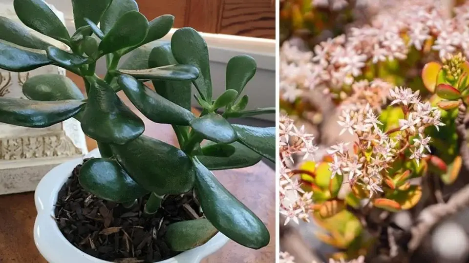 Cómo hacer florecer el árbol de Jade: atrae belleza y fortuna a nuestros hogares