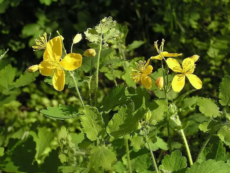 Exploración de los usos versátiles del Chelidonium majus (celidonia mayor)