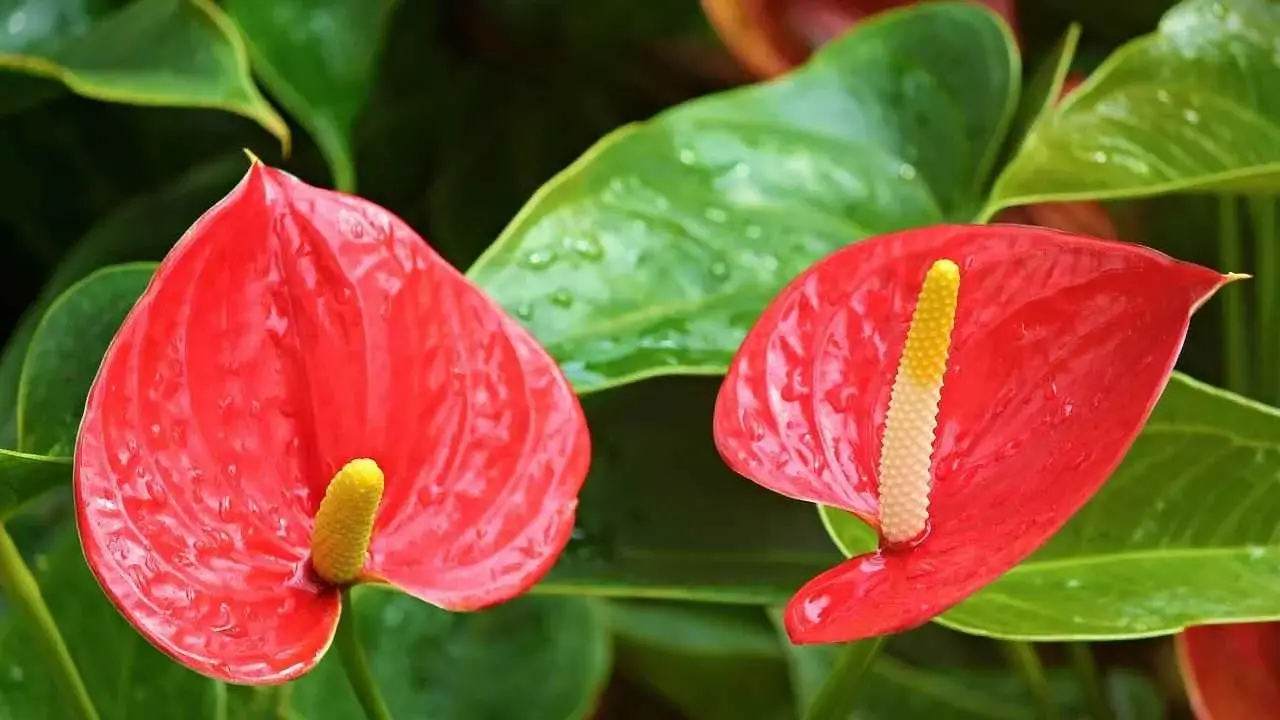 ANTHURIUM, CÓMO TENER UNA EXPLOSIÓN DE FLORES: EL VECINDARIO QUERRÁ SABER EL SECRETO