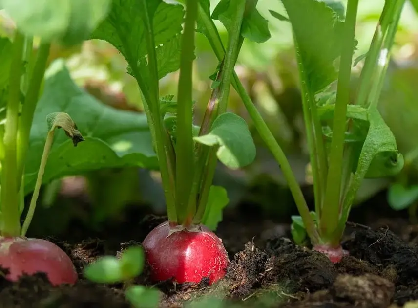 ¿Una abundante cosecha de rábanos sin apenas trabajo? Un jardinero nos cuenta el truco y todo lo que necesitas es un cartón de huevos