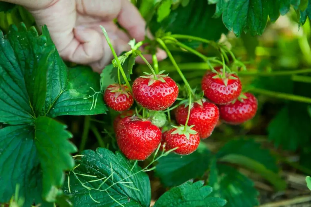 Cómo cultivar fresas grandes y jugosas en casa