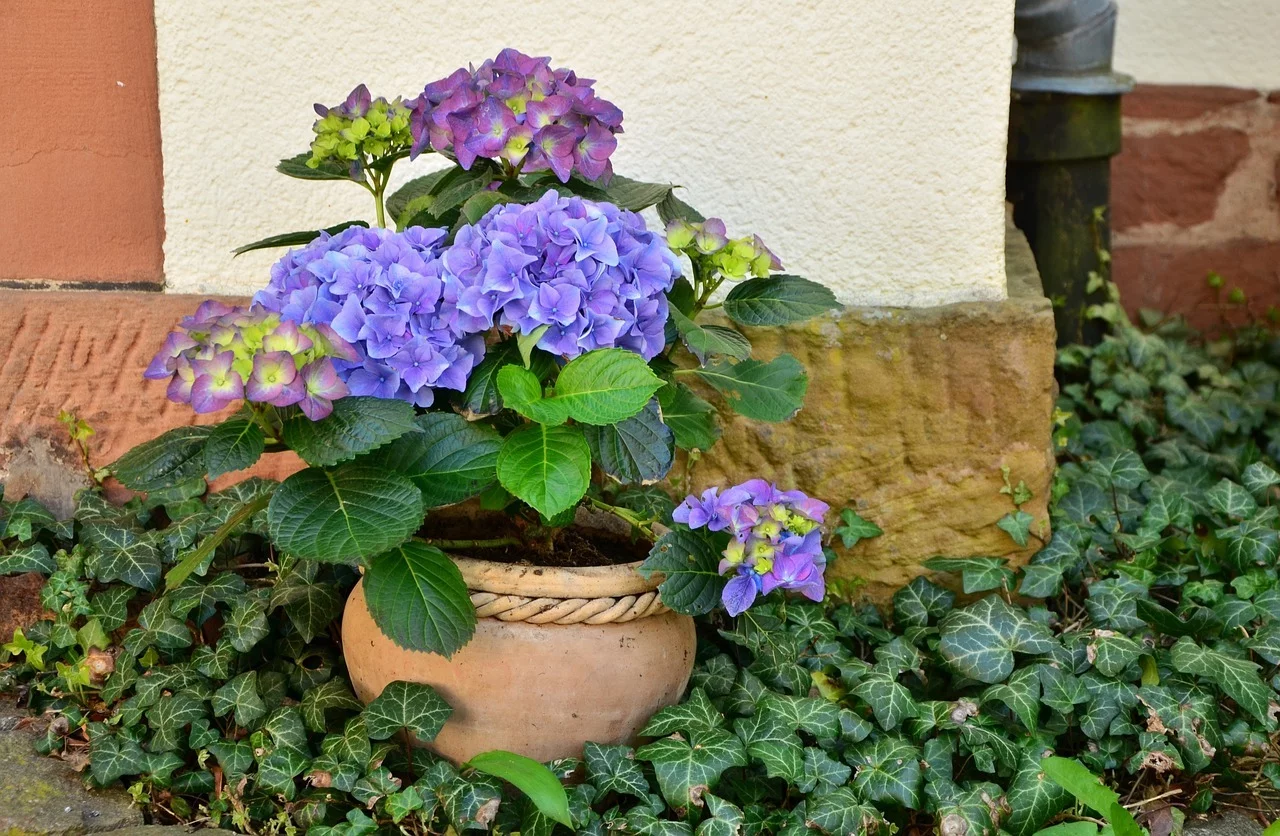 Una vecina nos reveló su método infalible para propagar hortensias: ¡todas echaron raíces!