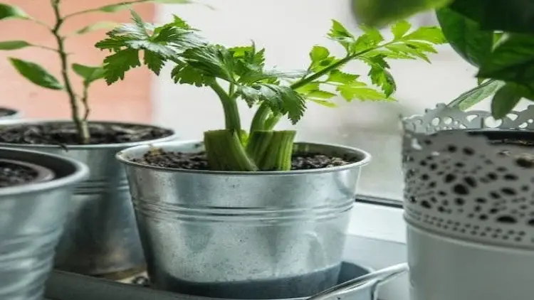 Consejos para cultivar apio fácilmente en el balcón, cosecha continua