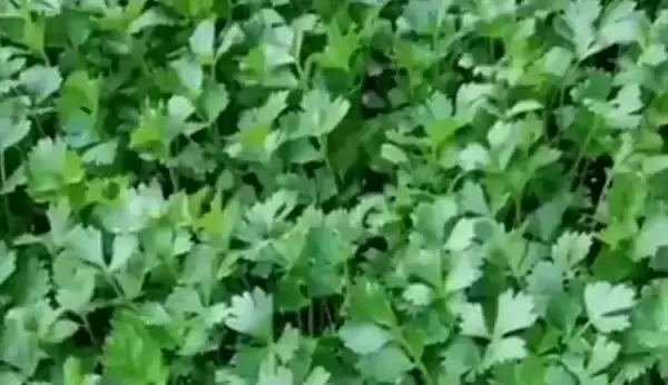 Cómo Cultivar Cilantro en Casa en Agua: Una Guía Paso a Paso