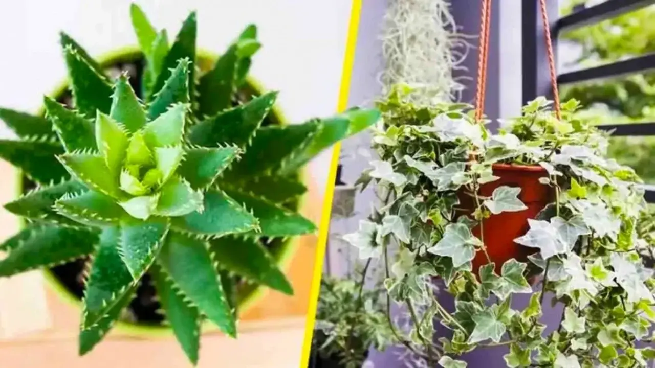 5 plantas que purifican el hogar y eliminan las sustancias nocivas del aire