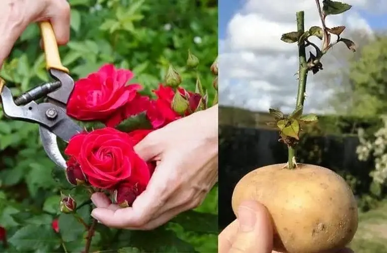 Cómo propagar Rosas en papas: curioso truco que arrasa en las redes sociales