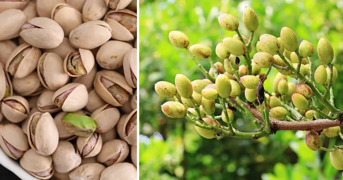 Cultivar Pistachos en Casa: Una Guía Detallada para Nutrir la Pasión por la Jardinería