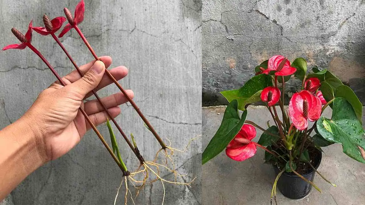 Anthurium, cómo multiplicarlo rápidamente con ramas de flores: los viveristas lo hacen