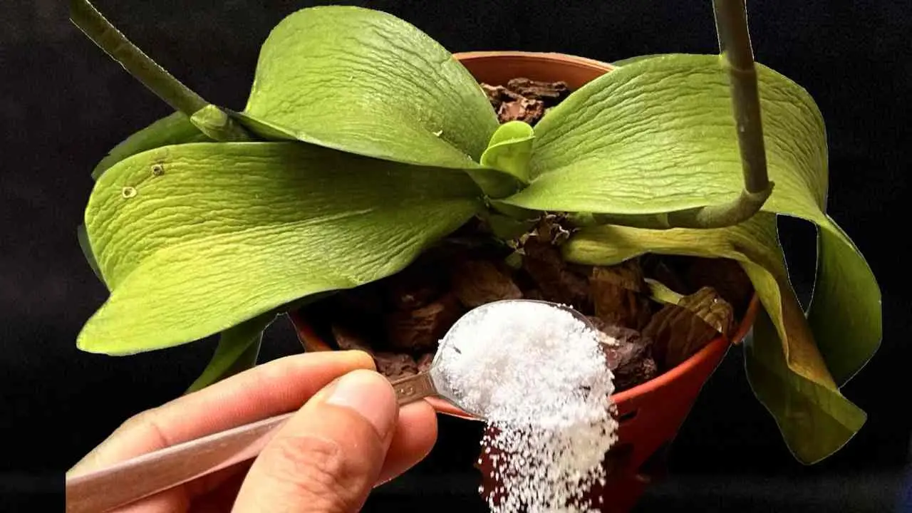 Todas las plantas marchitas revivirán de esta manera: solo una cucharada