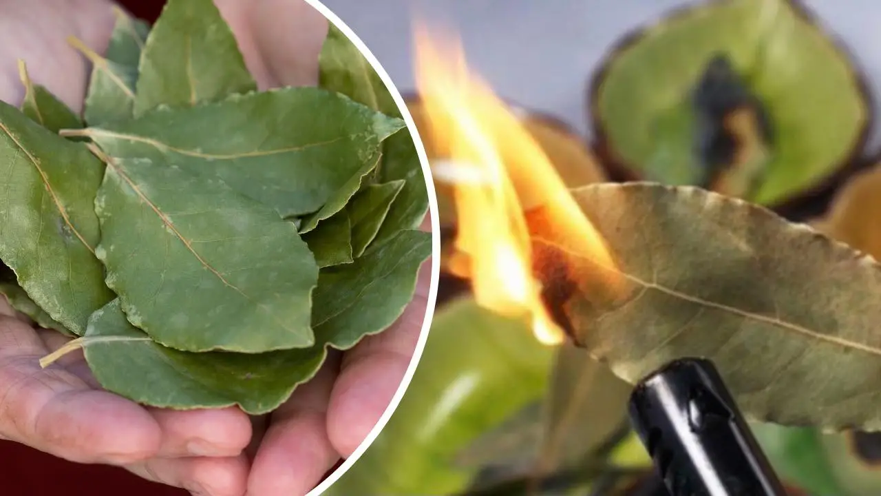 Quemar una hoja de laurel en casa: he aquí por qué deberías intentarlo de inmediato