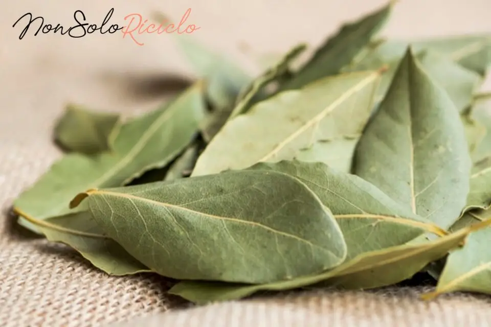 Pon la hoja de laurel en la nevera, ¡mi abuela siempre lo hacía! He aquí por qué y cómo