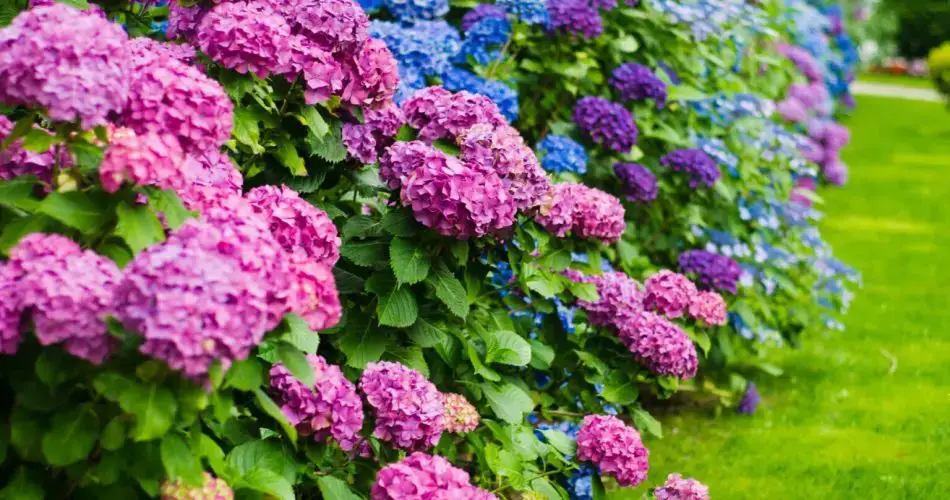 Cómo conseguir hortensias de colores: ¡el consejo muy sencillo de un jardinero experto!