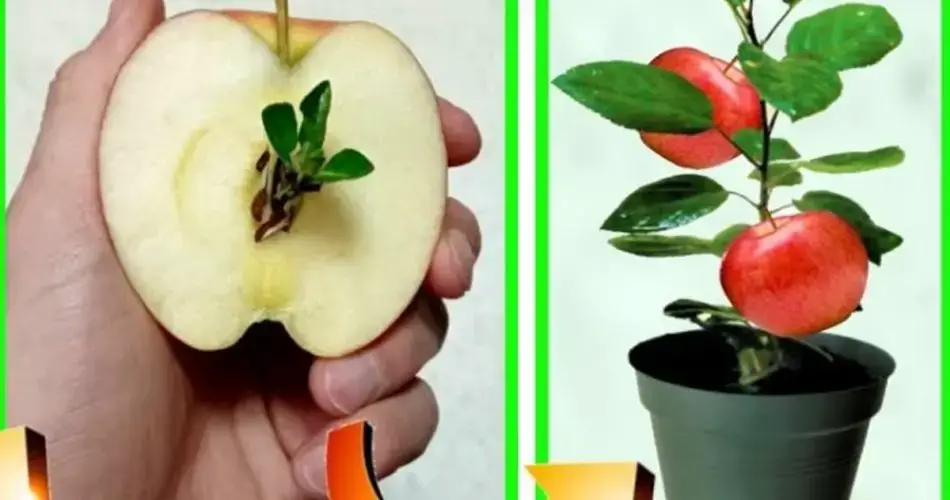 Planta de manzana: de semilla a planta, cómo cultivarla en casa