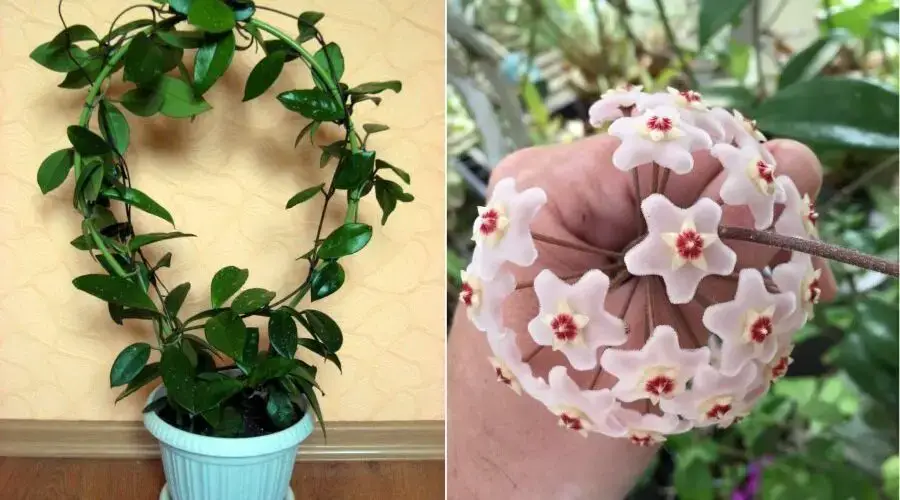 Como hacer florecer la flor de cera (Hoya) para tener cientos de flores