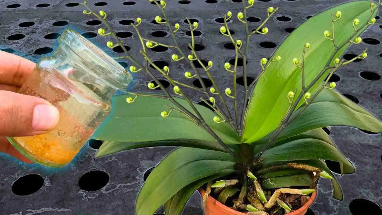 Riega todas las plantas con esta agua: incluso las flores más secas florecerán