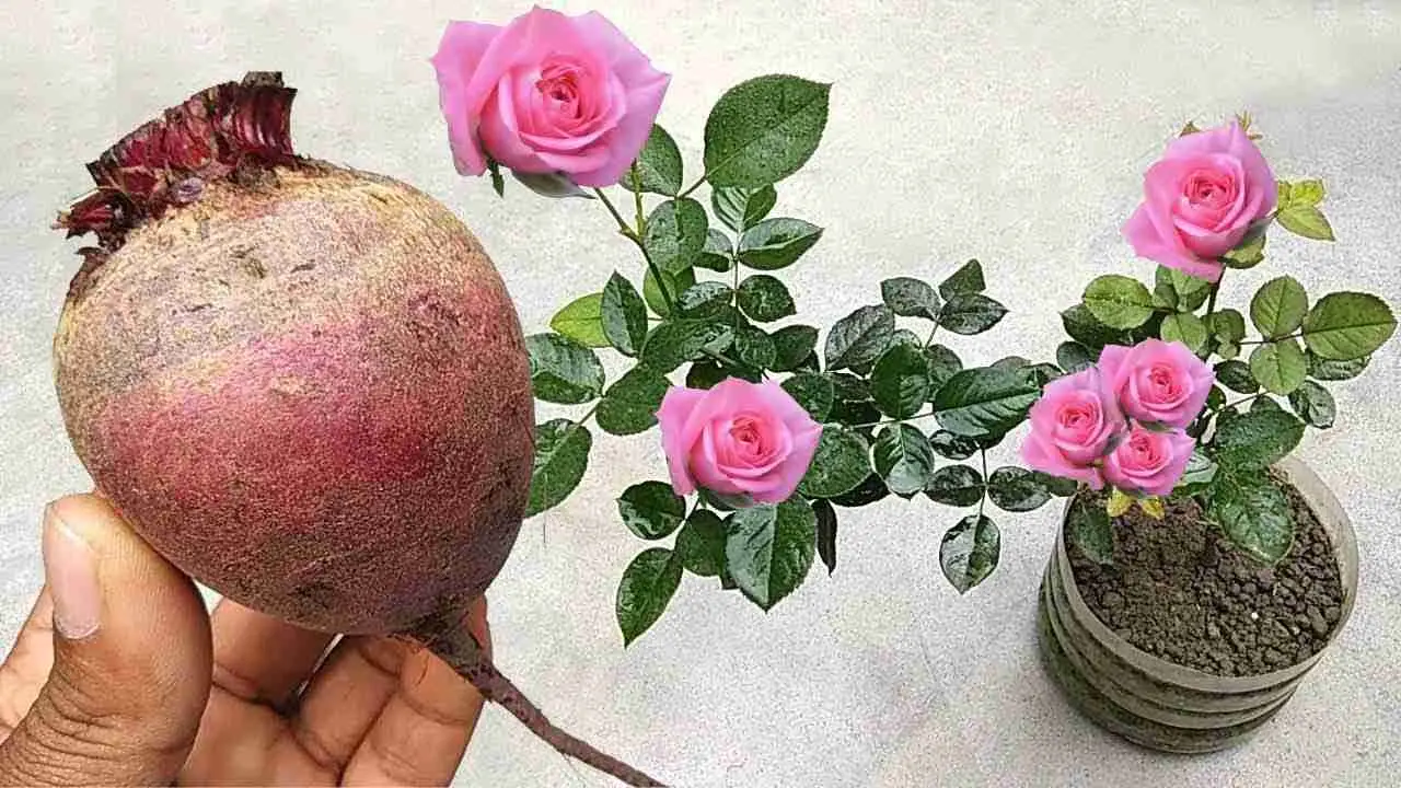 Este fertilizante natural hará que florezca una avalancha de flores en cualquier planta.