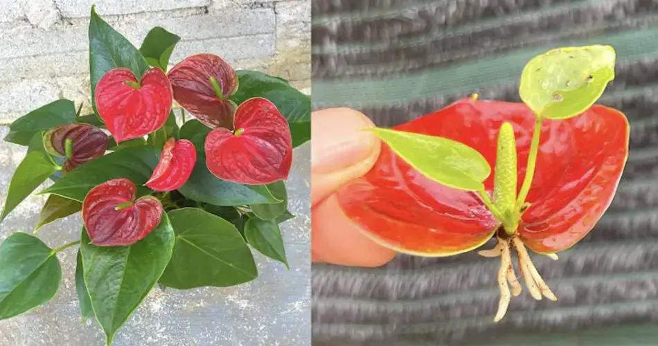 Cómo cuidar el anthurium: 6 cosas que debes saber