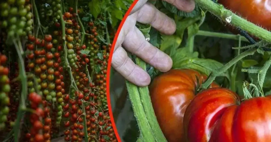 Tomates gigantes en tu jardín, una cucharada de este ingrediente, ¡recomendado por todos los jardineros!