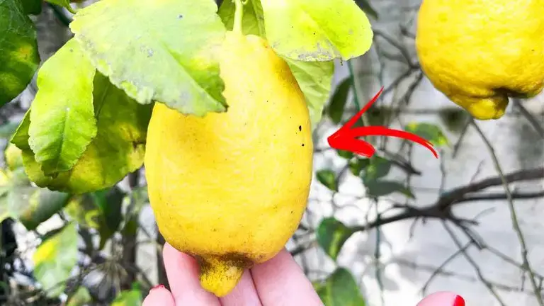 Consejos del jardinero para tener mucha fruta en el limonero