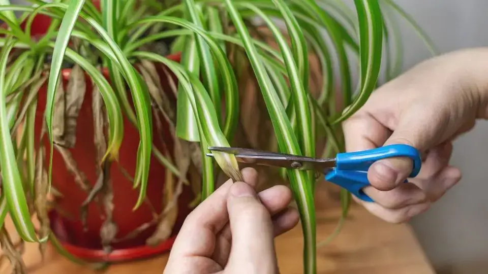 Falangio, la “planta araña” que purifica el aire de la casa