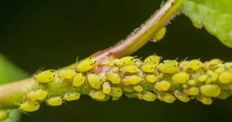 No más pulgones ni cochinillas en tus plantas: descubre cómo eliminarlos de forma sencilla y natural