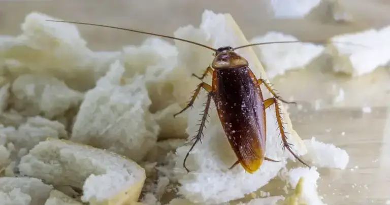 Adiós cucarachas en casa: el truco natural que evita que entren y las elimina para siempre