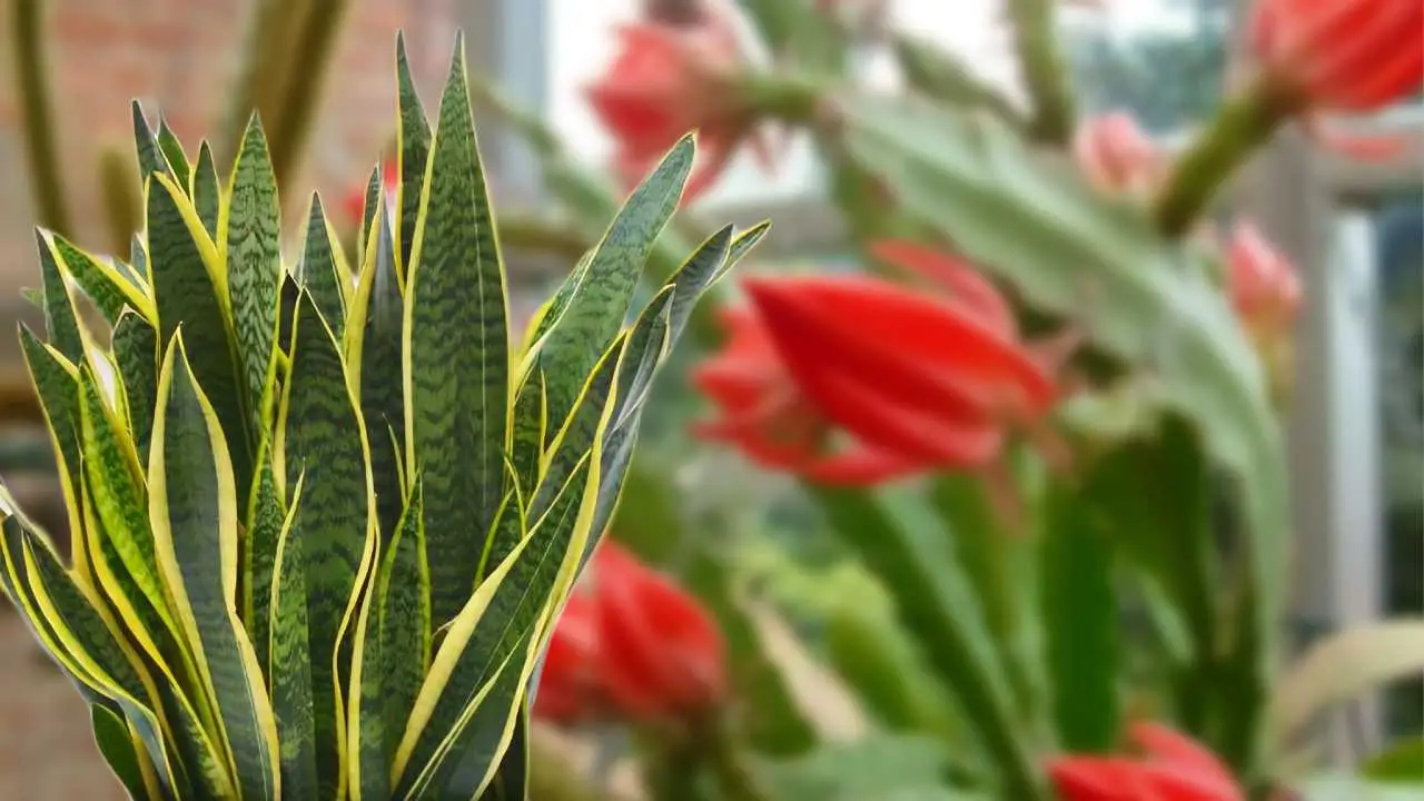 Lengua de suegra, colócala aquí: el lugar ideal para que florezca y dure mucho tiempo