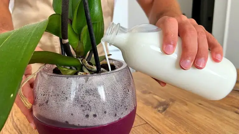 Cómo cuidar una planta de orquídea: métodos infalibles para flores y hojas