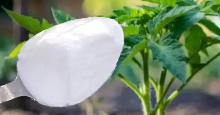 Nunca plantes tomates, pimientos y pepinos sin esto: dáselo siempre a las plantas.