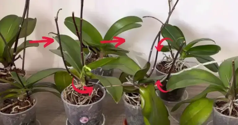 Prueba a hacer esto con tus orquídeas: verás lo espectacular que florecen al poco tiempo