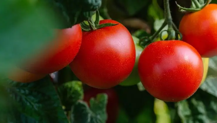 Los tomates atravesarán el techo del invernadero si usas esto: Crecimiento explosivo