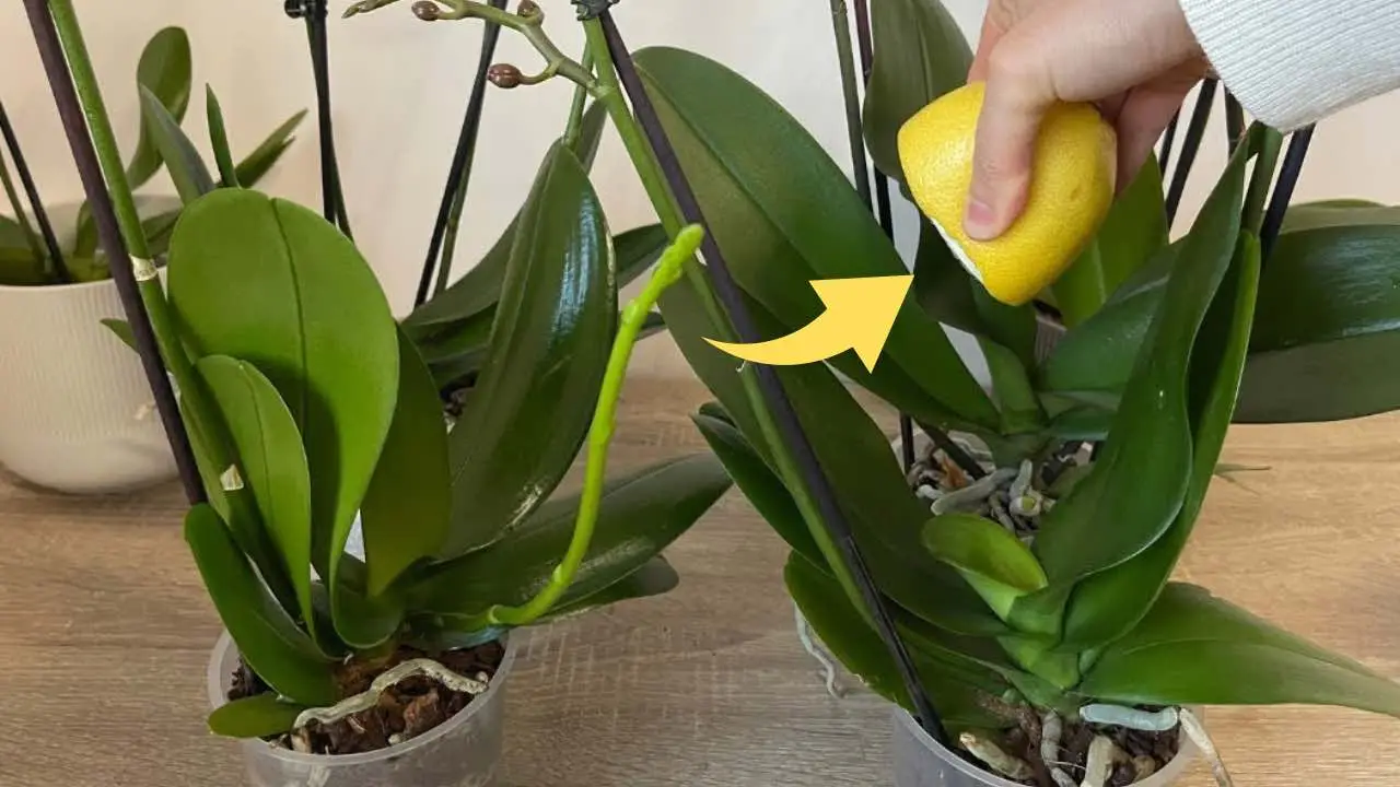 Orquídea sana y exuberante si utilizas este ingrediente: el método del vivero