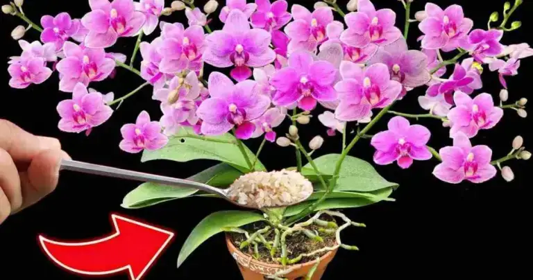 Orquídeas, cómo hacer florecer 100 flores al mismo tiempo: nunca lo había visto así