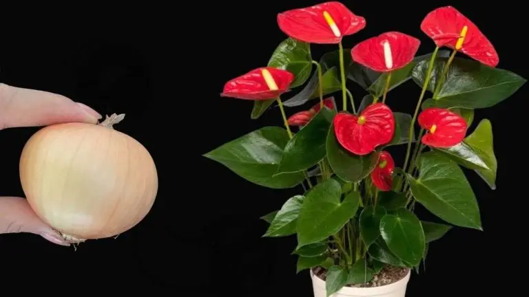 Anthurium, con este movimiento tu planta florecerá todo el año sin interrupción