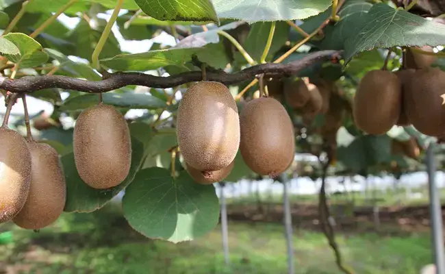 Cómo plantar kiwi fácilmente en casa