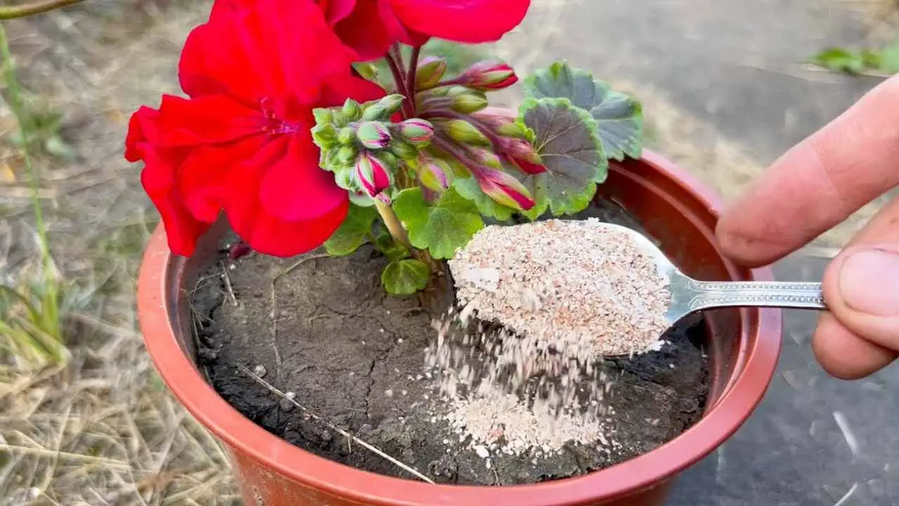 Vierta solo un poco en sus plantas y florecerán en solo una semana.