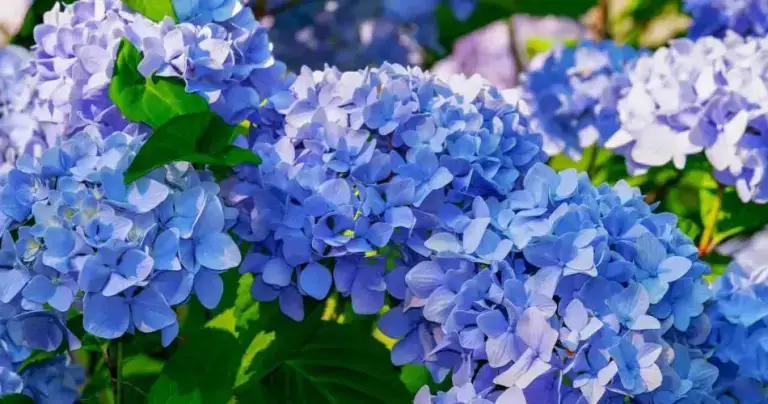 Hortensias, solo necesitas una taza para que se pongan azules: usa este truco de magia