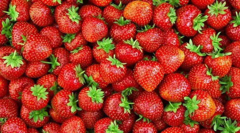 Pequeño espacio, gran cosecha: 12 técnicas innovadoras de plantación de fresas